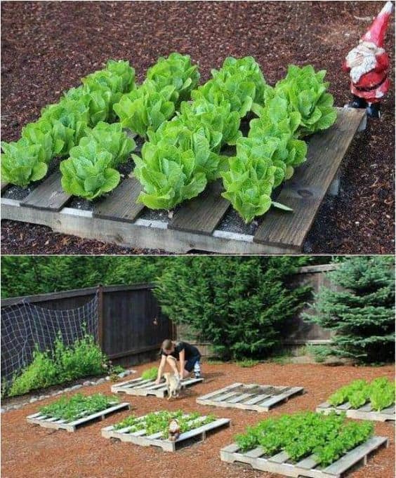 46. RAISED PALLET GARDEN BEDS