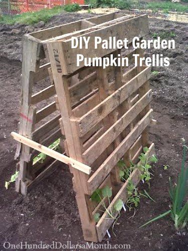 49. PALLET GARDEN PUMPKIN TRELLIS