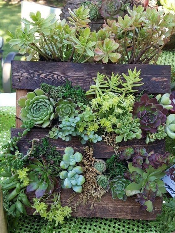 67. PALLET WALL SUCCULENT GARDEN