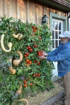 94. VEGETABLE GARDEN RIGHT IN YOUR HOME WITH PALLET PLANTERS