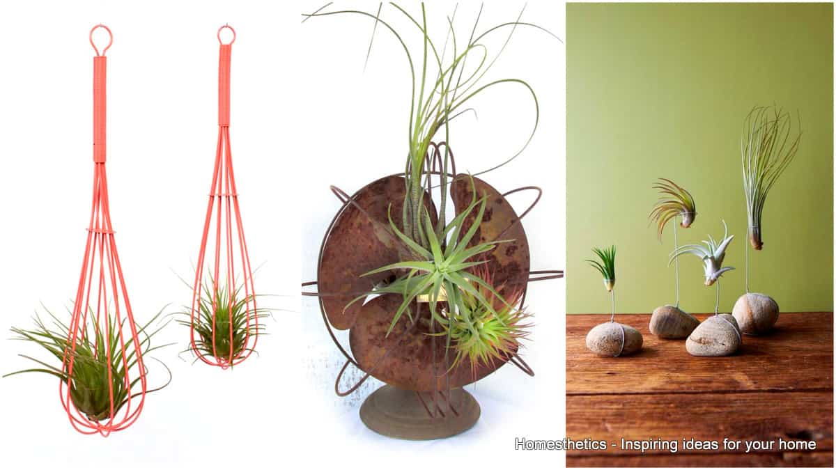 Air Plant Holder