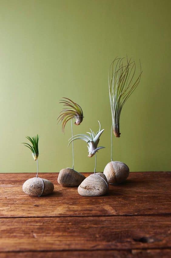 air plant holder