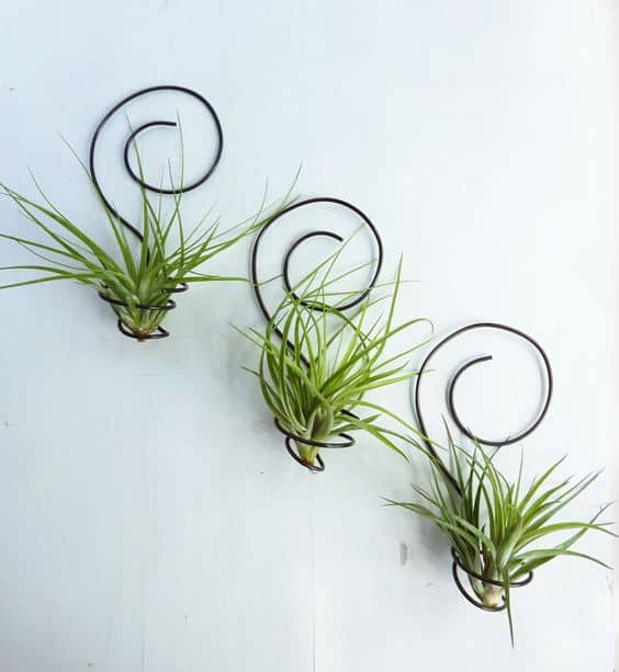 WIRE AIR PLANT WALL HOLDER