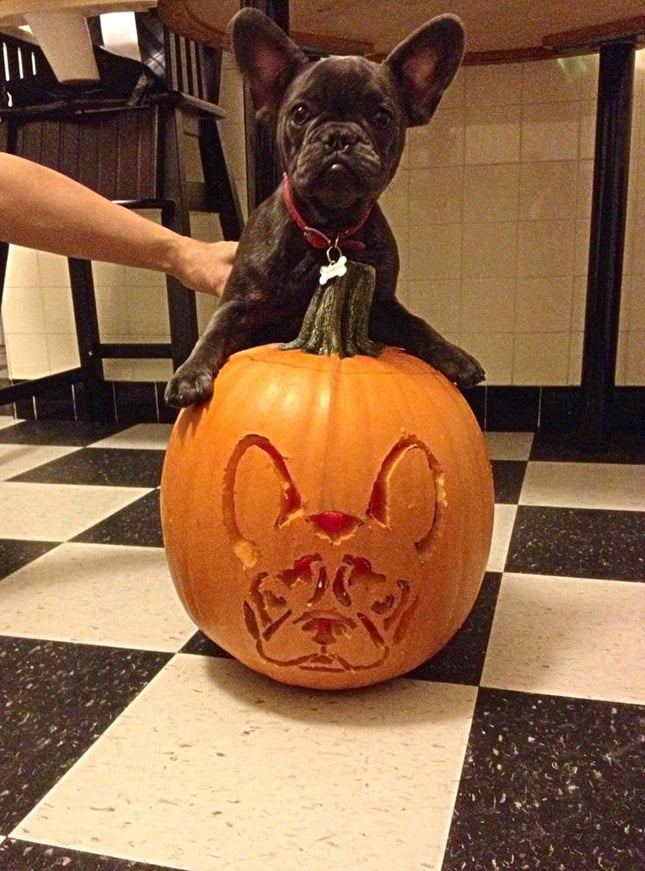 94. PORTRAY YOUR FURRY FRIENDS IN A CARVING
