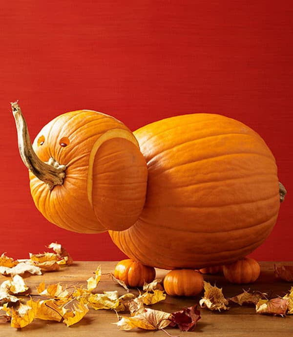 25 elephant pumpkin