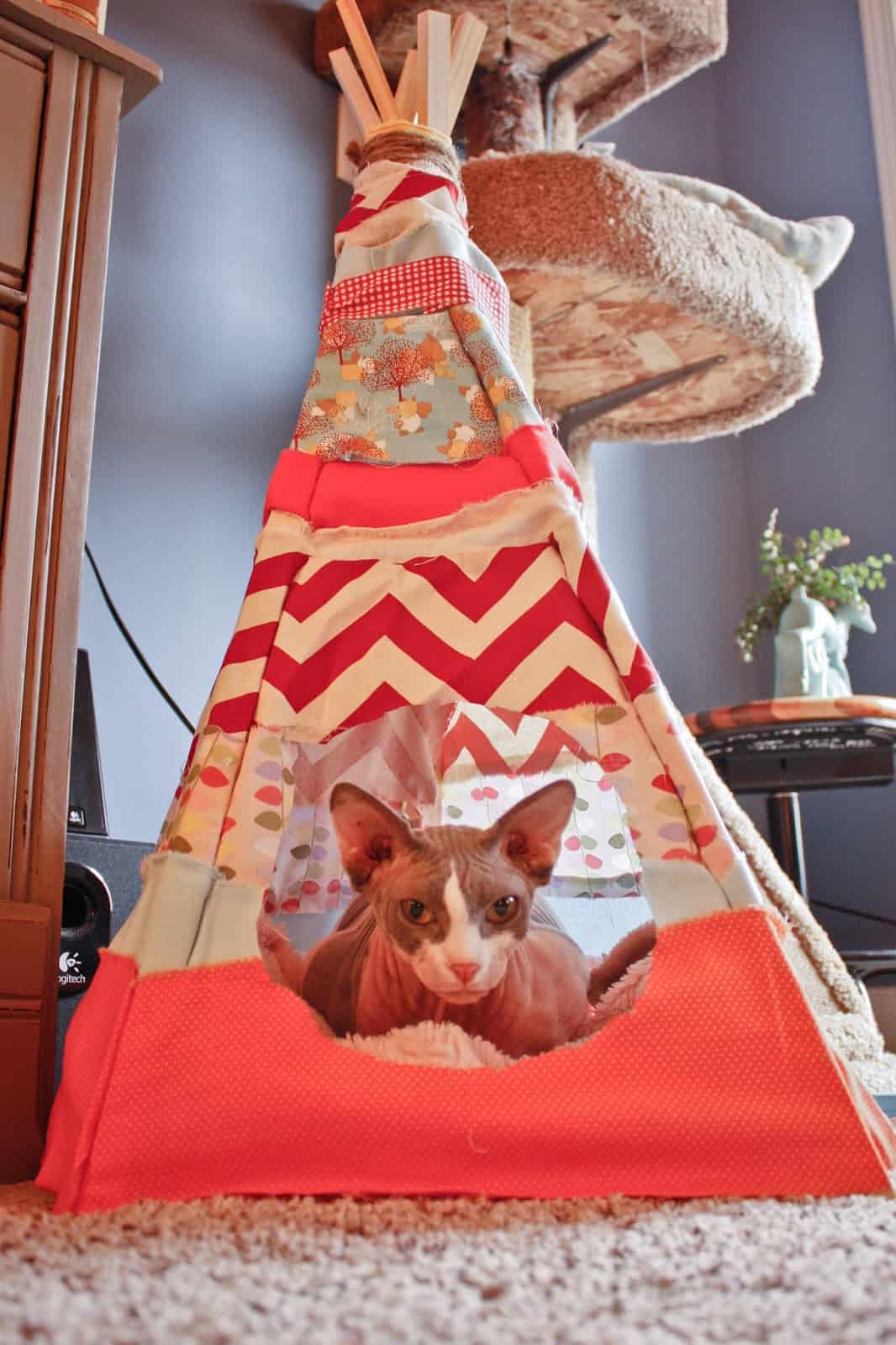 diy cat tent