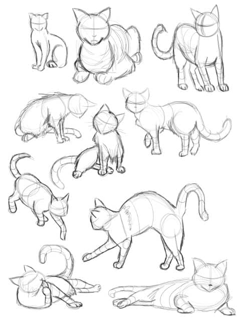 CAT PROPORTIONS AND MOVEMENT