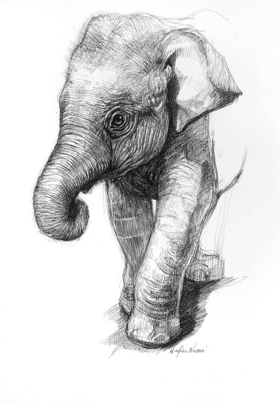 REALISTIC ELEPHANT PENCIL DRAWING