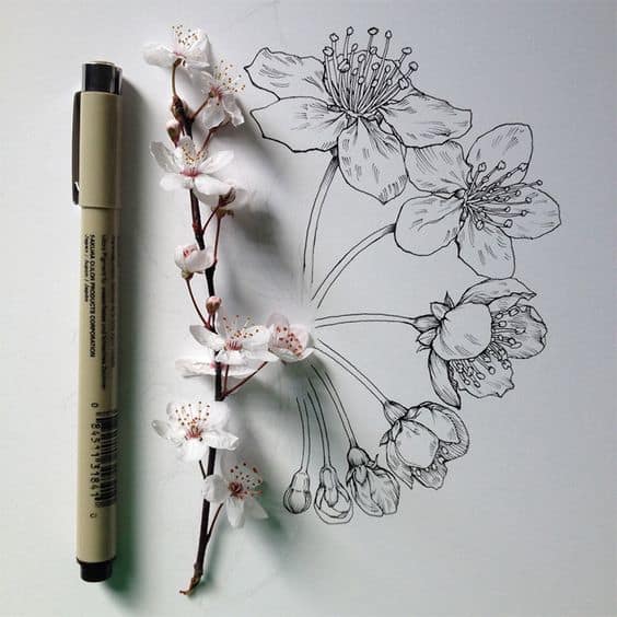 CHERRY BLOSSOM drawing