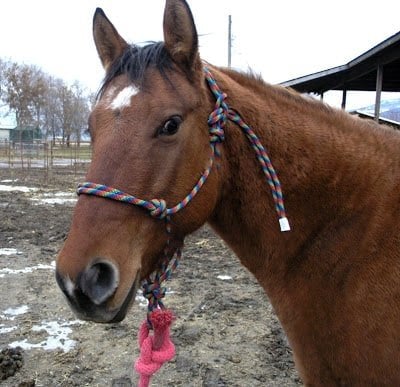 MAKE A HORSE HALTER OUT OF PARACORD