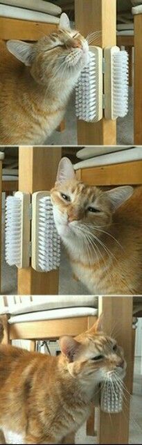 3. SIMPLE AND EFFECTIVE CAT BRUSH SCRATCHING INSTALLMENT 