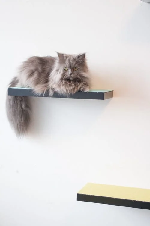 CAT SHELVES ARE AN ALMOST-CAT TREE