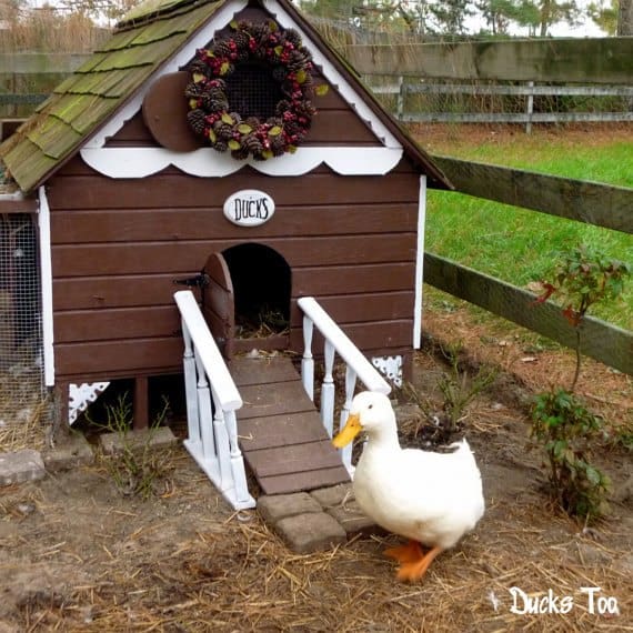 THE COTTAGE DUCK HOUSE