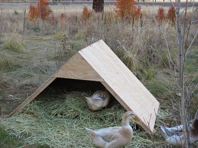 THE DUCK HUT