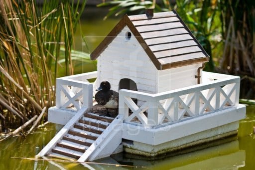 THE FLOATING COTTAGE DUCK HOUSE