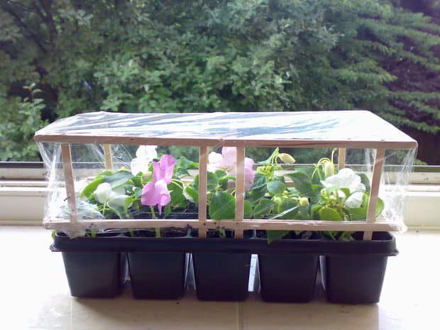 INCREDIBLY EASY DIY GREENHOUSE MADE FROM COFFEE STIRRERS