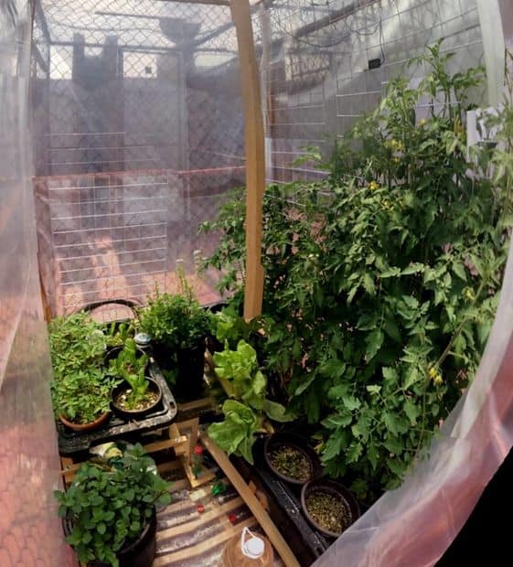 BUILD A GREENHOUSE ON YOUR ROOFTOP