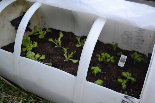 LEARN HOW TO MAKE THIS EASY DIY PORTABLE CAN GREENHOUSE
