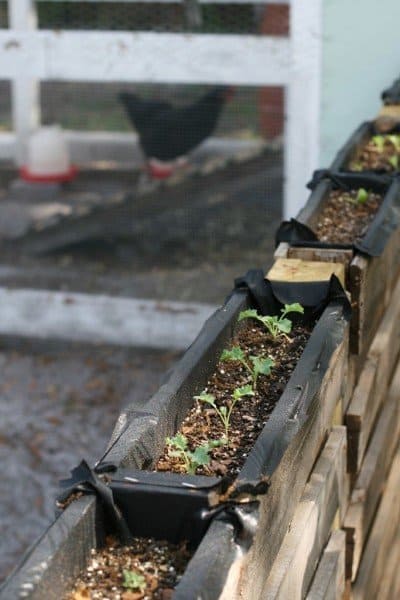 PLANTER TOPPED FENCE