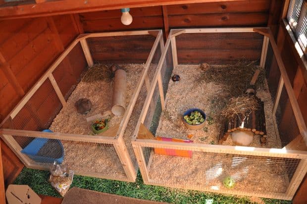GUINEA PIG OR RABBIT SHED