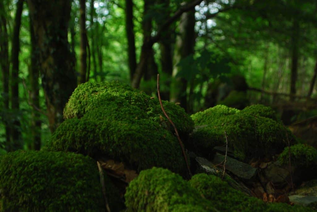 Learn How to Craft Your Own Moss Shower Mat at Home