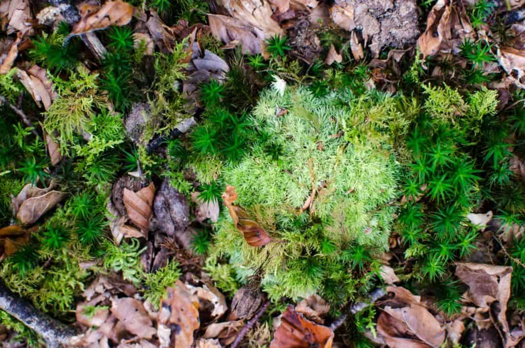 Learn How to Craft Your Own Moss Shower Mat at Home