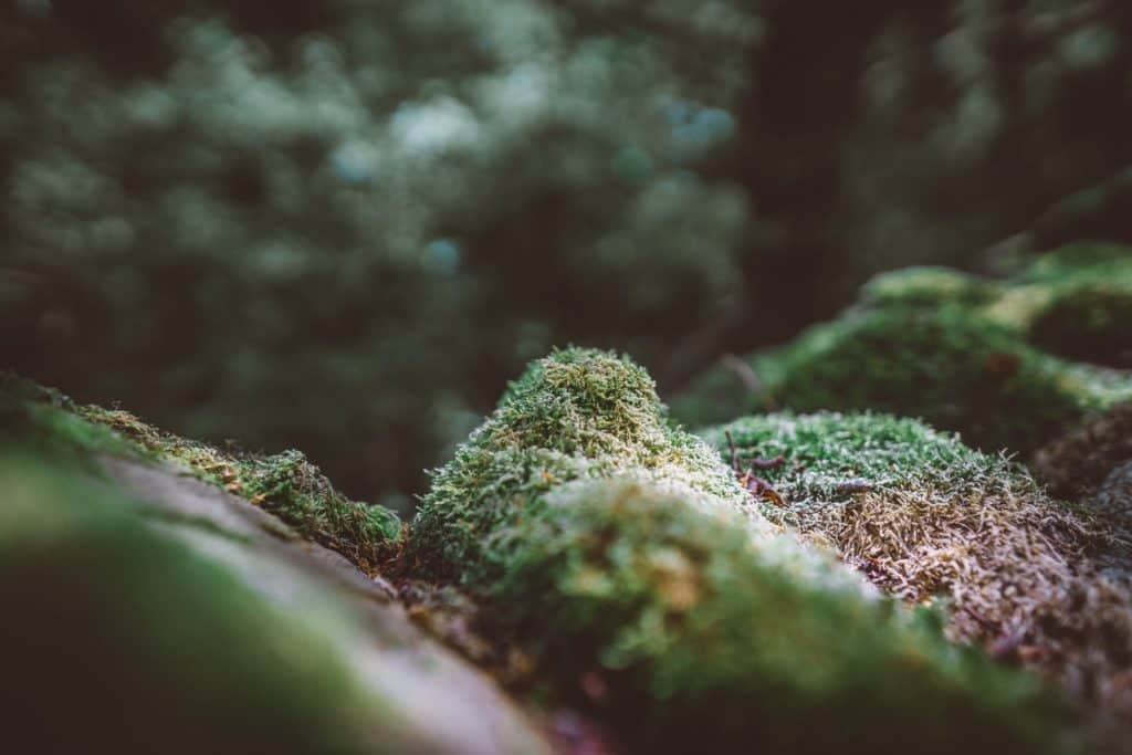 Learn How to Craft Your Own Moss Shower Mat at Home