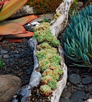53. Shape Your Garden With a SUCCULENT Trunk
