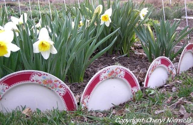 Unique Chine Plate Garden Edge