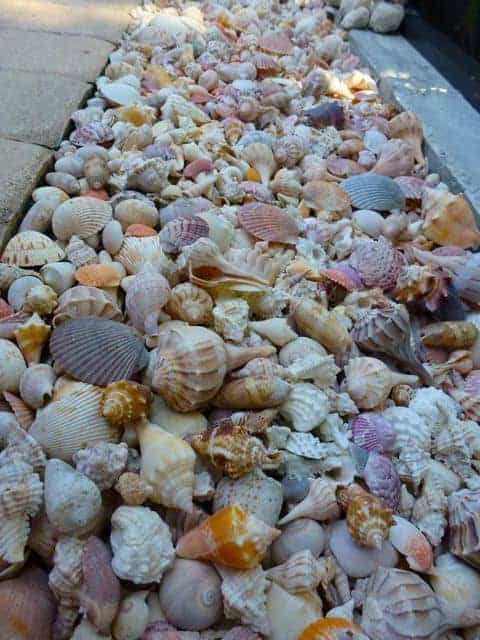 72. Sea Shell Garden Edging 