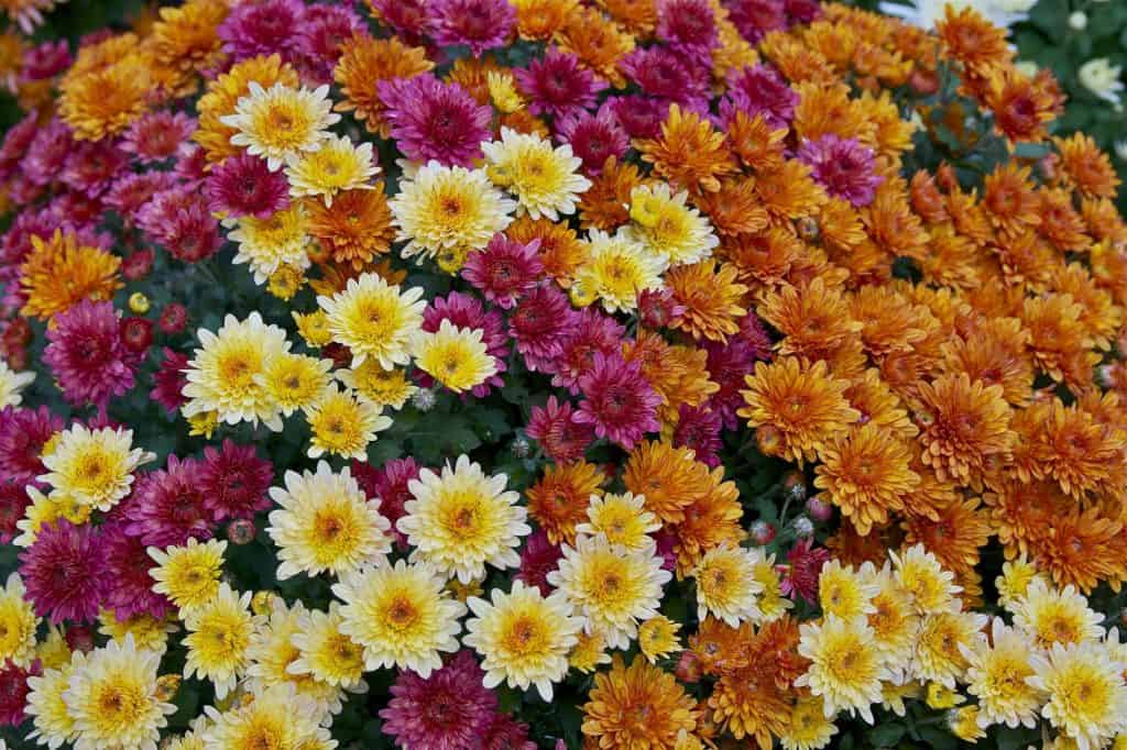 25.Chrysanthemum x morifolium