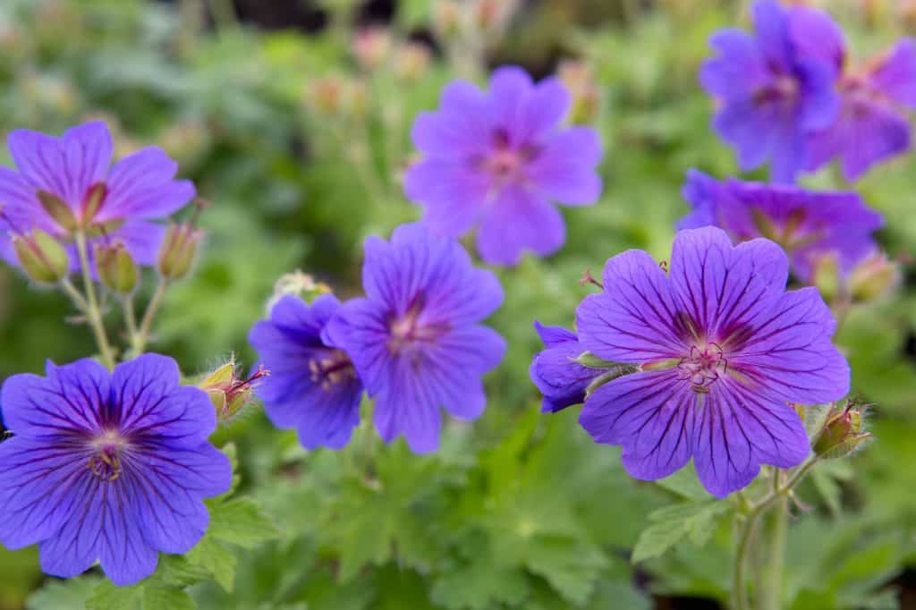 33 geraniums