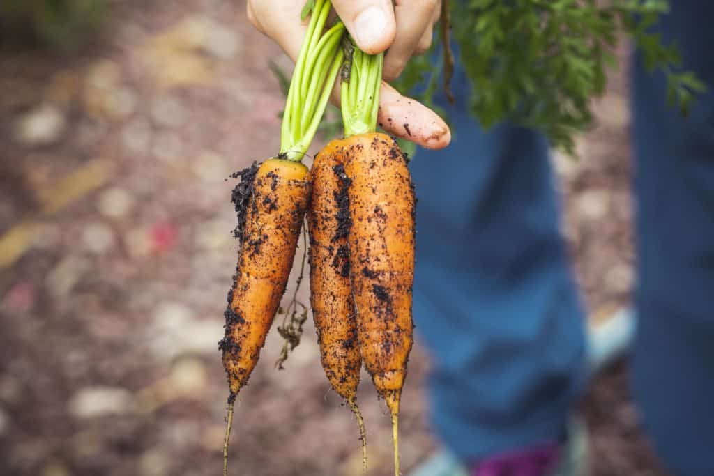 34 baby carrots greenhouse plants