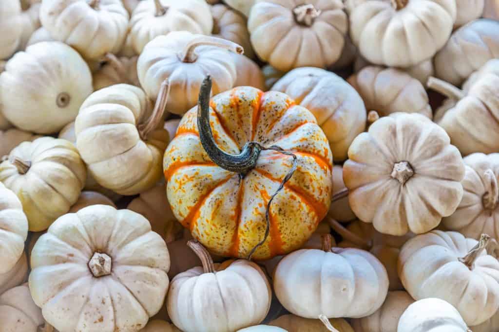 35 pumpkins