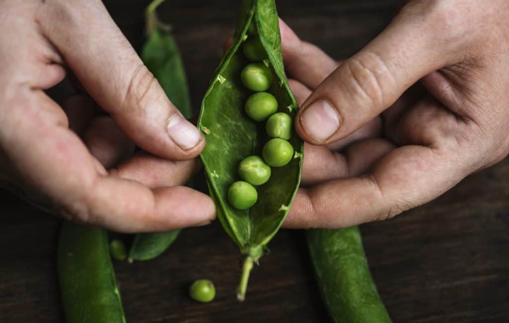 41 peas greenhouse plant