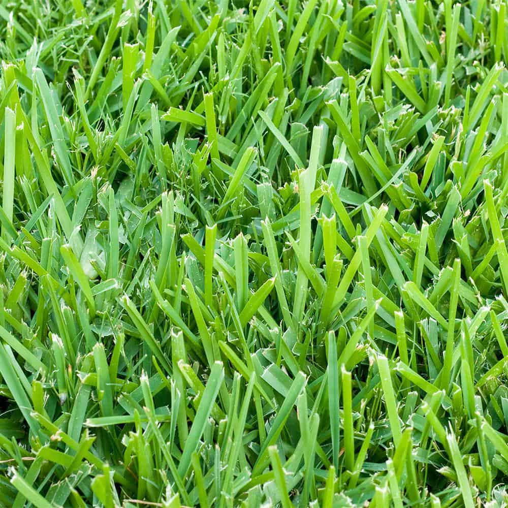 Best Lawn Mower for St Augustine Grass