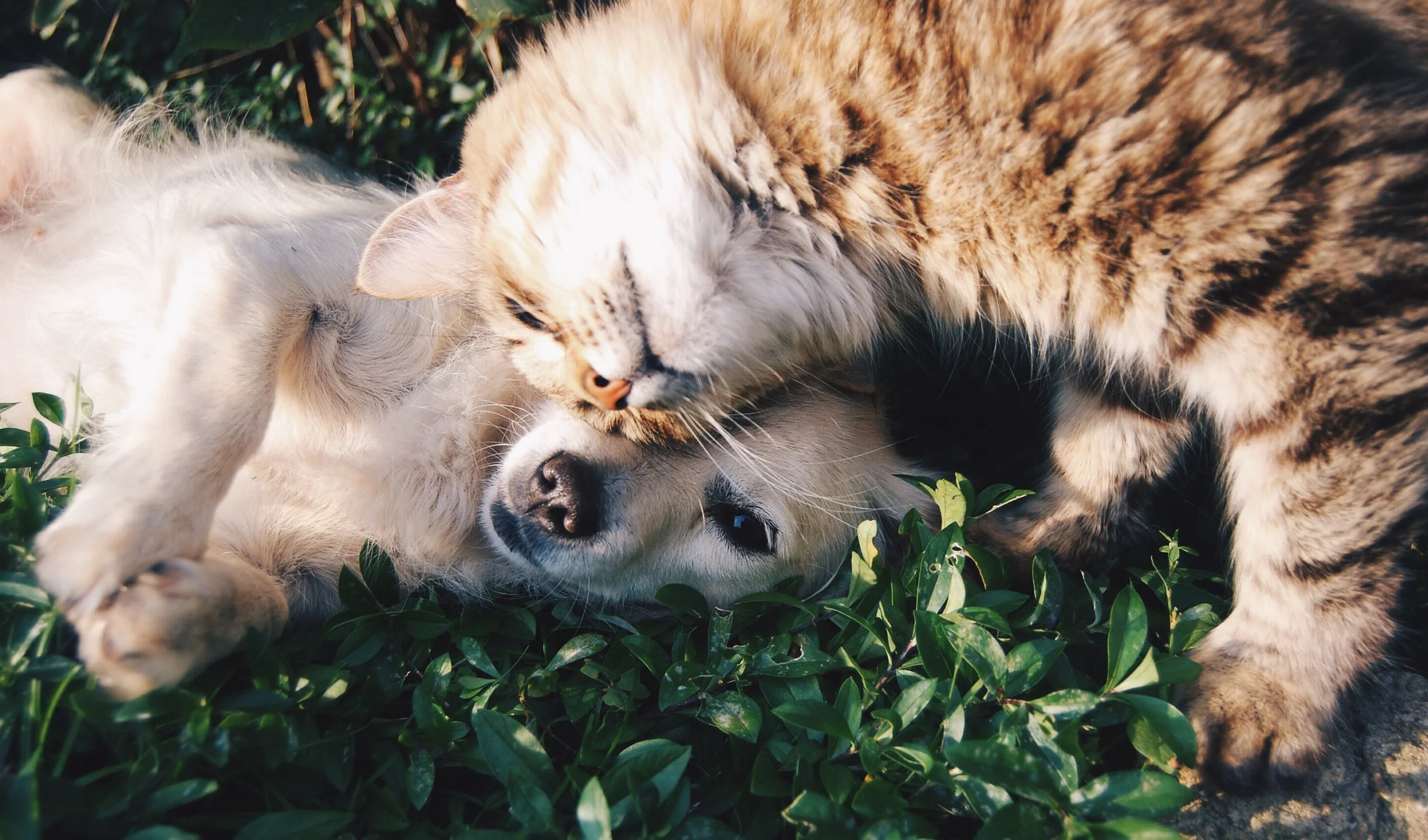 4 Best Pet Proof Trash Cans That Actually Work