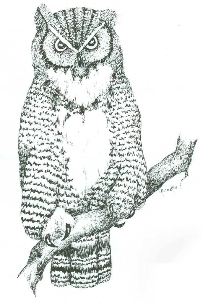realistic owl