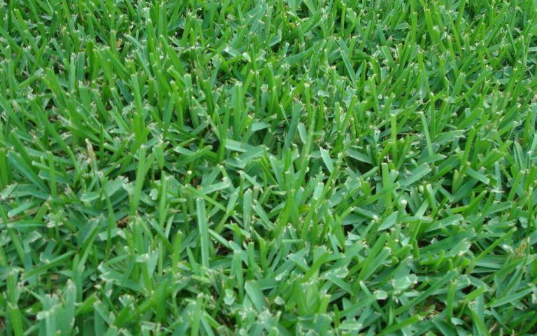 Where To Find Good St. Augustine Grass Seed & How To Grow It