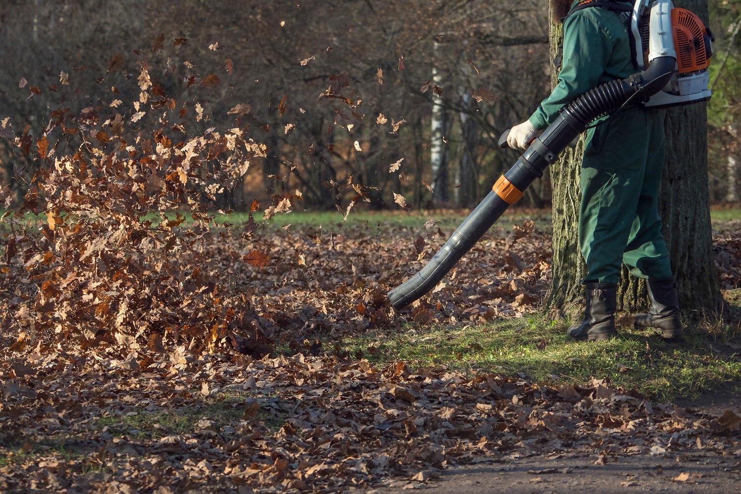 Male worker removes leaf blower lawn of autumn garden.
