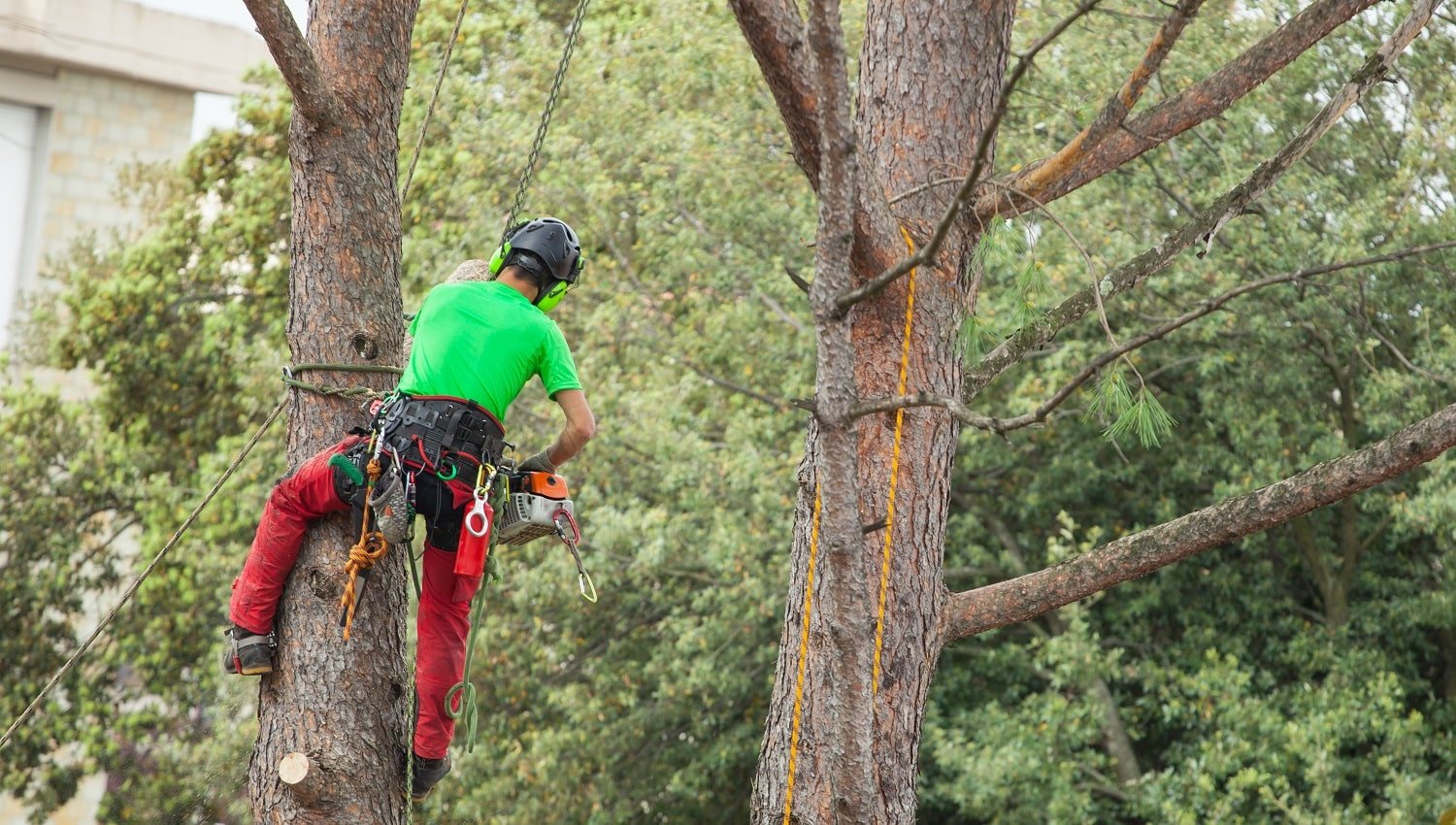Man with safety equipment and chainsaw pruning pine tree.