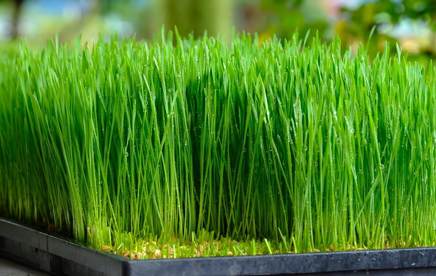 Fresh green wheat grass with drops dew, green background