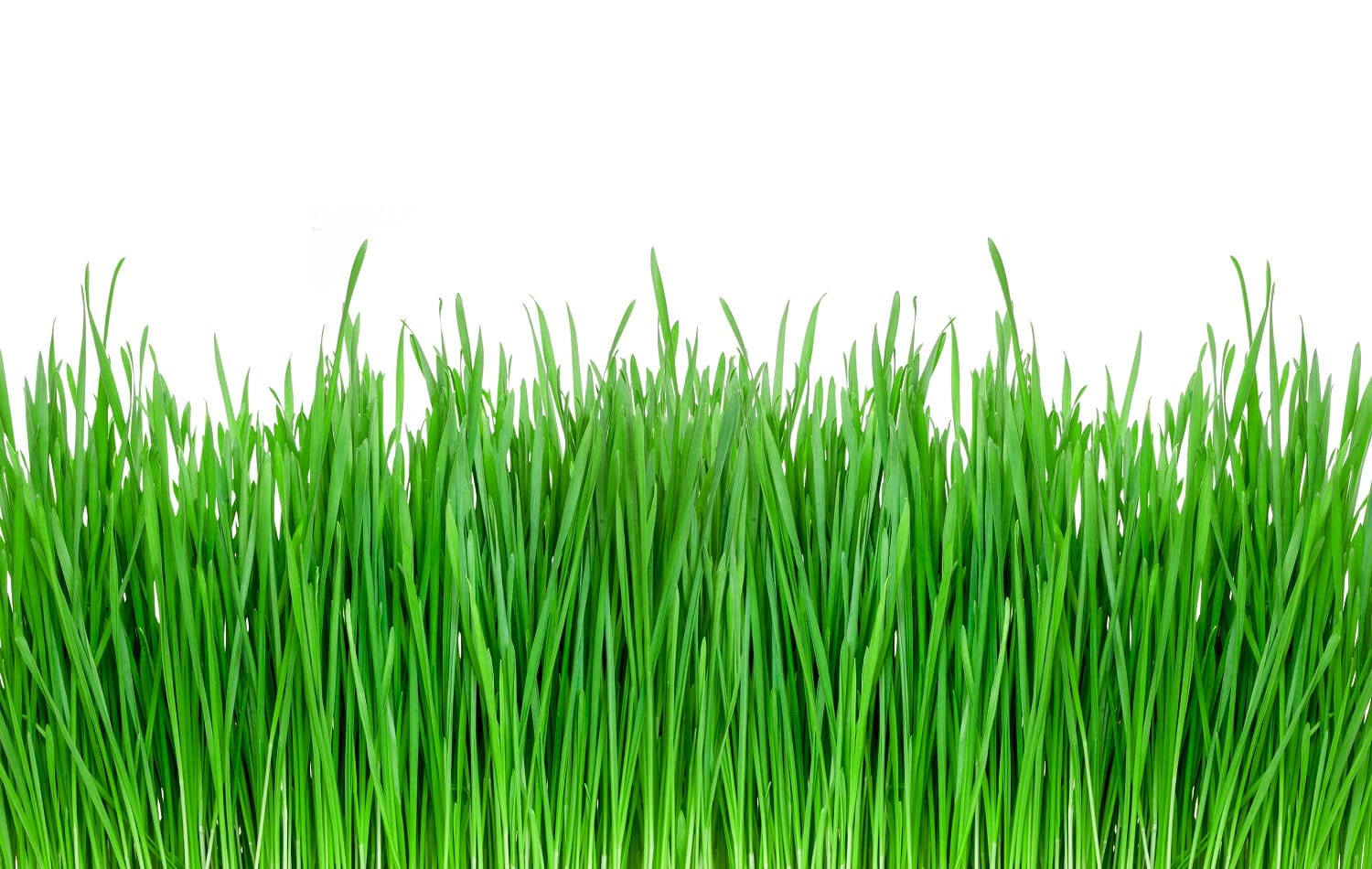 sprouts of green wheat grass on white background