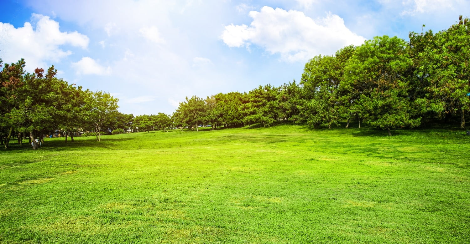 Green grass on a golf field