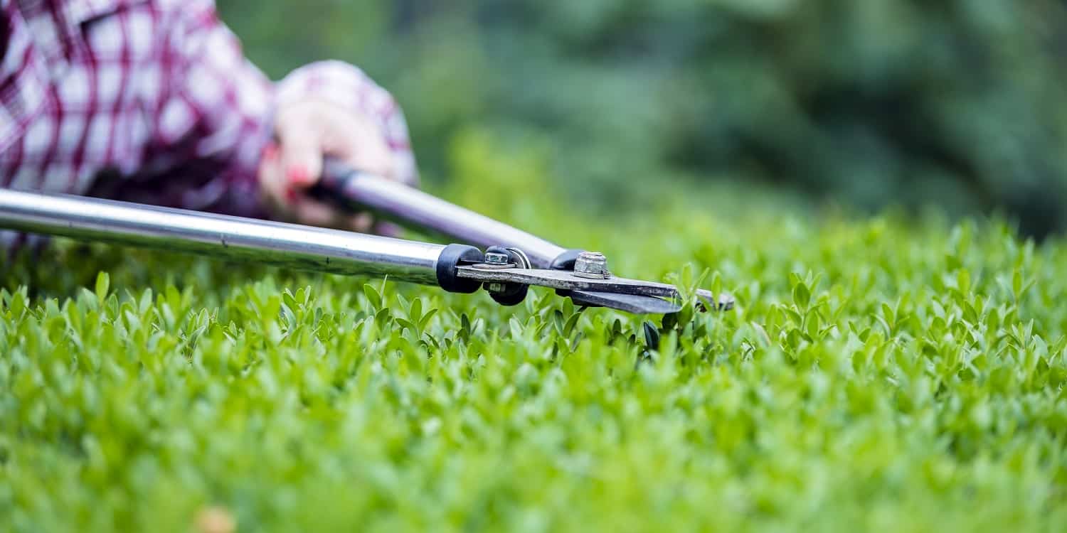 Attractive Woman In Plaid Shirt Is Pruning Hedges In Garden With Shears