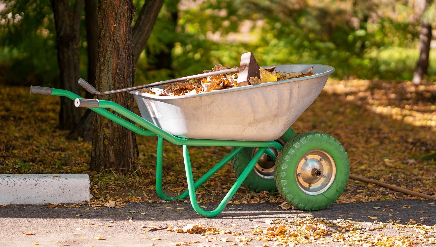 A metal wheelbarrow for a gardener who collects fallen yellow leaves into it in a park.