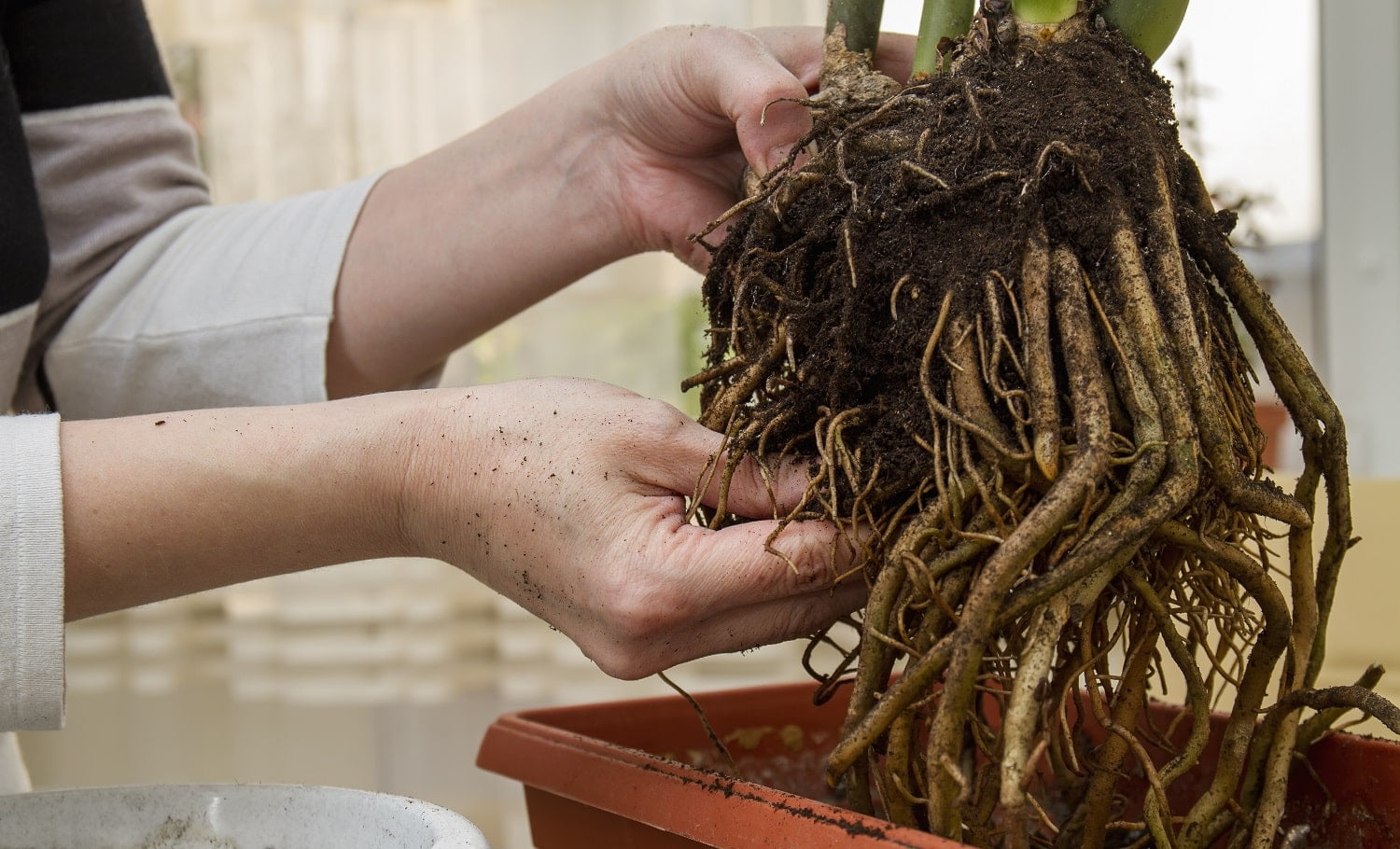 Woman replanting a home plant into a new pot. Crassula replanting. Closeup