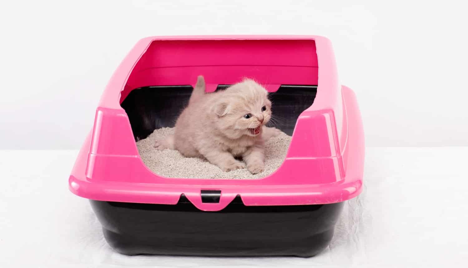 British kitten learns to walk in a pink tray, white background