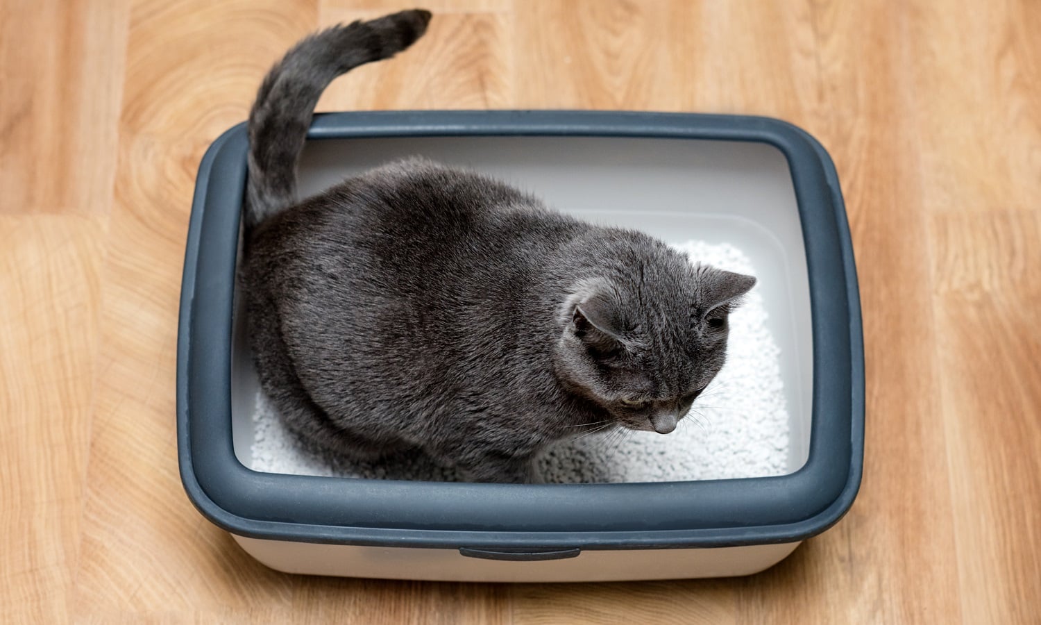 Cat Litter Box