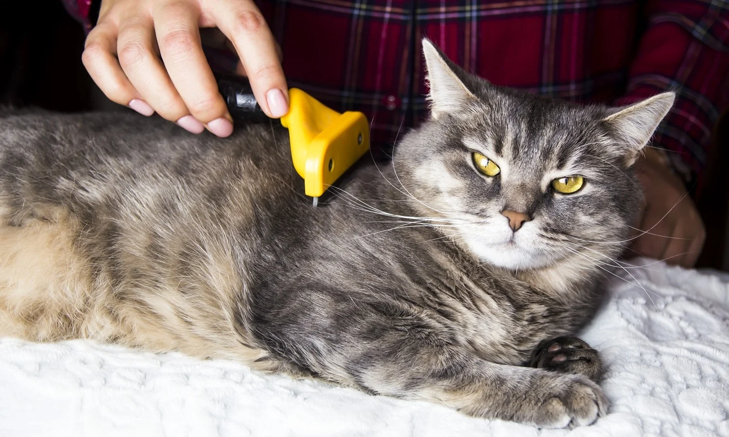 A woman combs her gray cat with a torch to get rid of excess wool. Caring for pets
